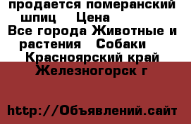 продается померанский шпиц  › Цена ­ 35 000 - Все города Животные и растения » Собаки   . Красноярский край,Железногорск г.